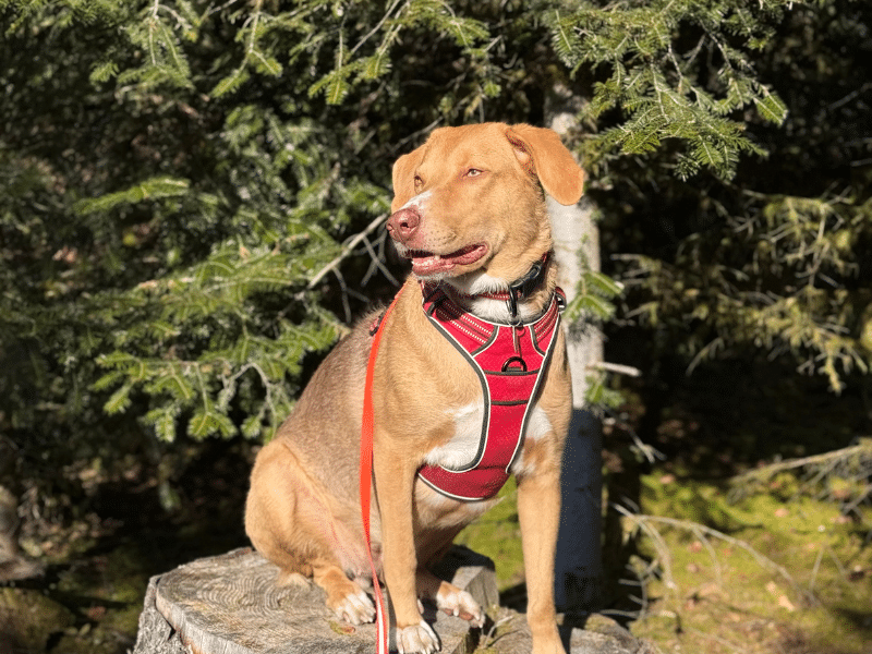Hund der Fahrschule Lange FahrschulAcademy.